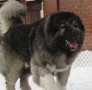 高加索犬训练方法,简单两步搞定它
