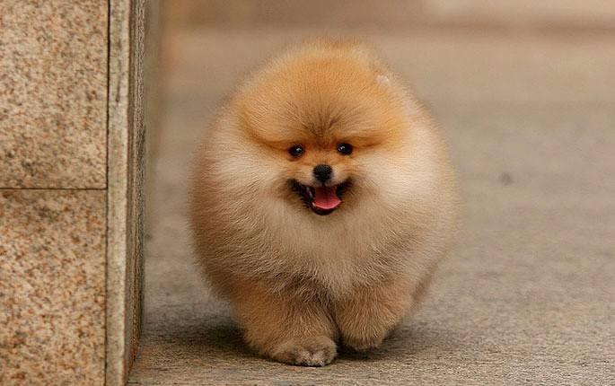 博美脸上不长毛怎么办?要排除这些方面的原因