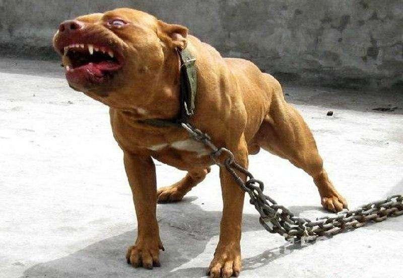 比特犬知道护主人吗?这点无需质疑