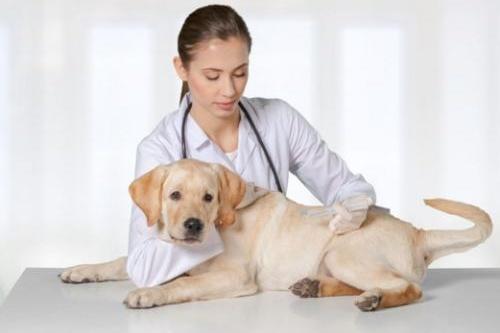 狗狗有点拉稀怎么办？别瞎搞，一定要先找到原因