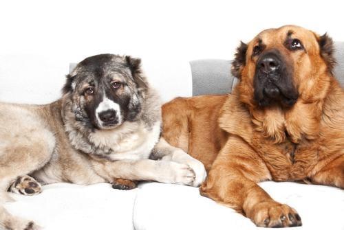 高加索犬训练方法,简单两步搞定它