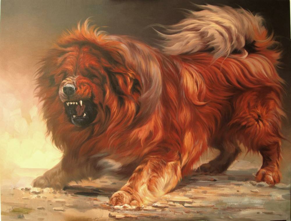 高加索和藏獒哪个厉害,高加索KO藏獒?