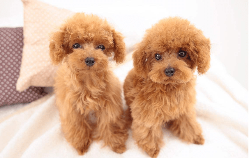 贵宾犬吃什么 这些食物千万不能碰