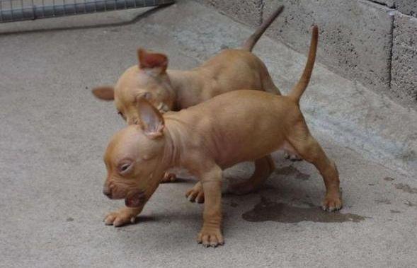 比特犬如何训练？想要不惹事生非就要严格训练