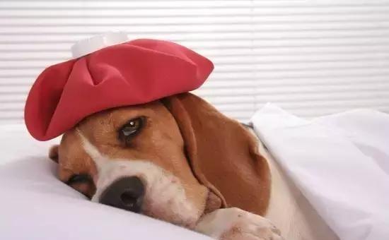 小狗拉肚子怎么办,几招教你不慌乱