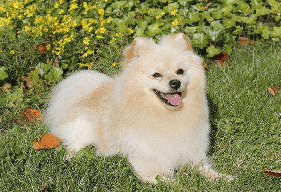 博美补钙吃什么好?饮食为主药物为辅