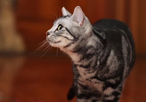 宠物猫的价格,你想看的都在这了