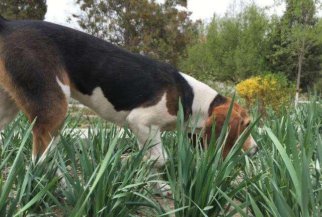 比格犬和史宾格的区别,外在内在差异都很大