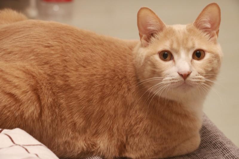 橘猫为什么那么胖?吃的多了自然胖
