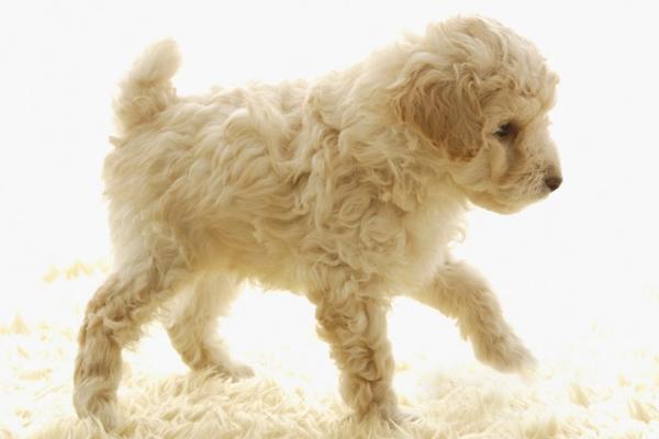 迷你贵宾犬有哪些品种?最常见的就是这几种