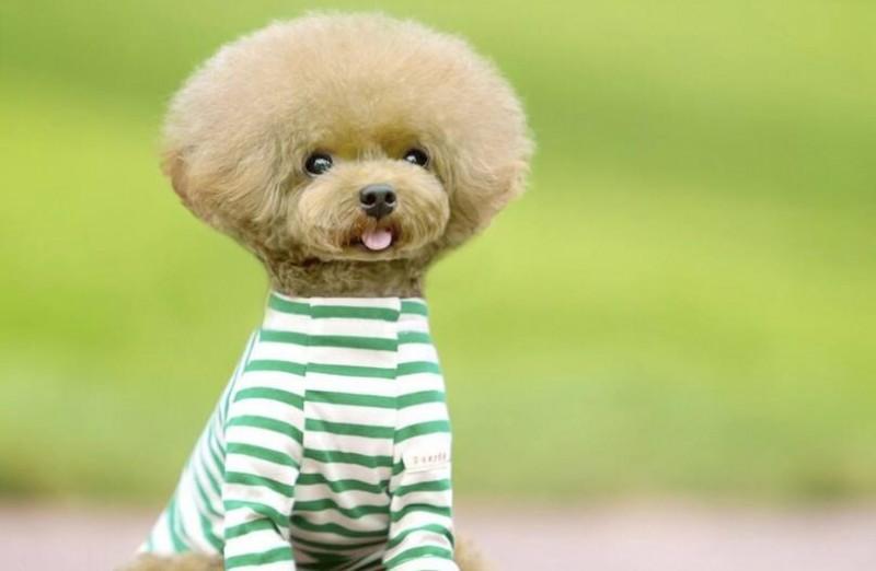 泰迪怎么看纯不纯?国际认可的标准你看下