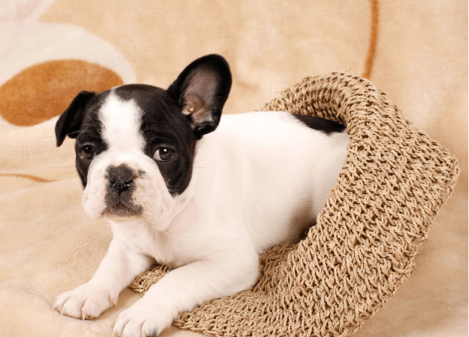 斗牛犬好养吗,需熟知的饮食二三事