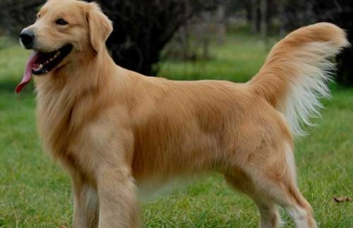 金毛犬吃什么，健康饮食很重要