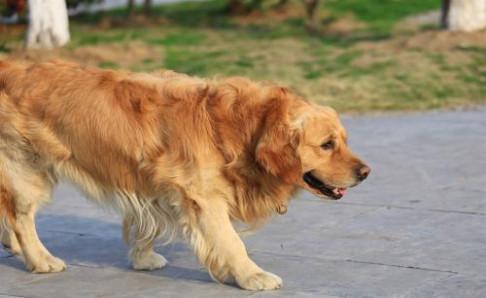 金毛犬掉毛严重怎么办？分析好原因很关键