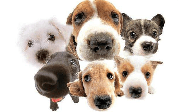 养狗的坏处~让你哭笑不得啊