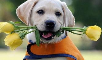 拉布拉多不听话怎么训练,最核心的几点在这里