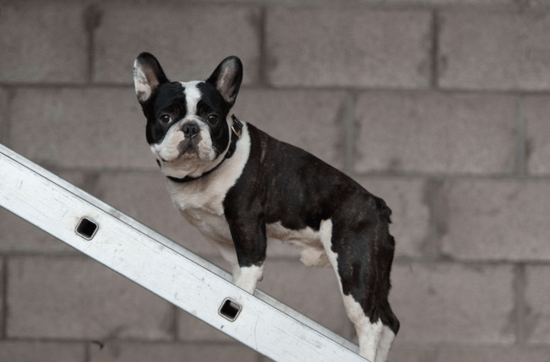 斗牛犬怎么训练?看训练师怎么说
