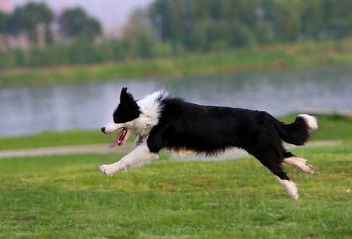 边境牧羊犬多大开始训练?宜早不宜晚