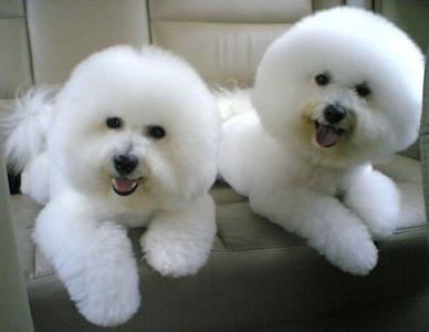 养比熊的坏处有哪些？细心主人无坏处