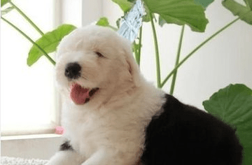 古牧犬聪明吗 居然是这样的狗狗？