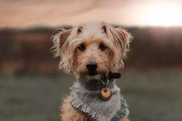 杂交的贵宾犬聪明吗?这个取决于这几个方面