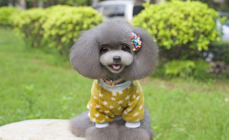 泰迪犬怀孕注意事项,吃喝住行都要小心谨慎