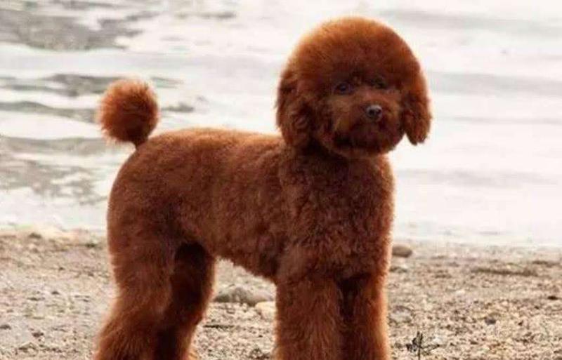 贵宾犬牙齿怎么看年龄,一般是按照这个标准