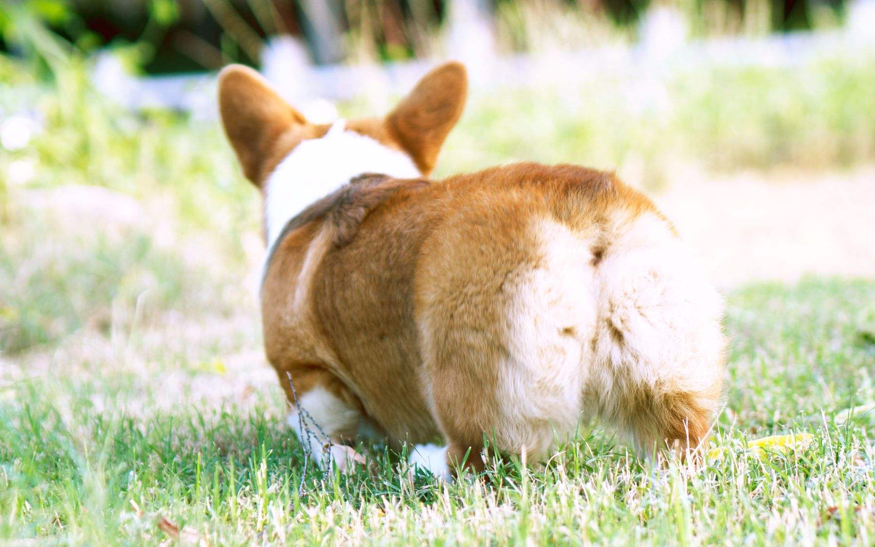 柯基犬品相怎么看,老司机教你防骗攻略