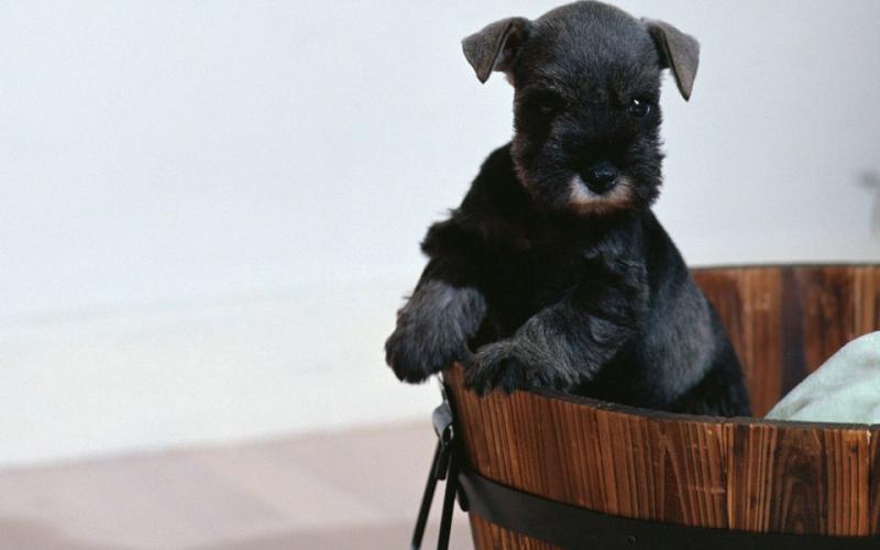 雪纳瑞吃什么狗粮？看成分还要看口味