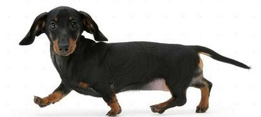 腊肠犬如何训练,训练有素的腊肠最迷人