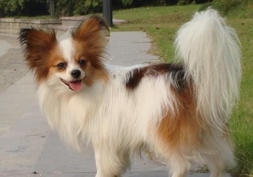 蝴蝶犬好不好养?其实重点在主人