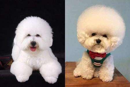 比熊犬一般有多大呢?小型犬能大哪去