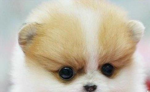 为什么说博美不好养?都是这些原因导致的