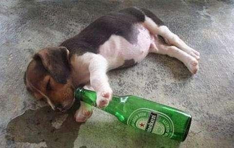 狗能喝啤酒吗？喝啤酒有什么后果