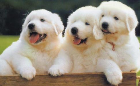 狗狗怎么托运？注意下这些方面