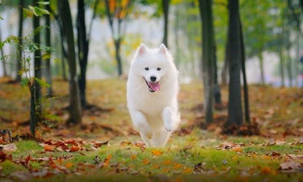 萨摩耶犬怎么训练,以下几点不得不知