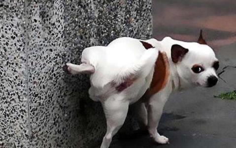 怎样让狗狗在指定地方大小便,勤加训练