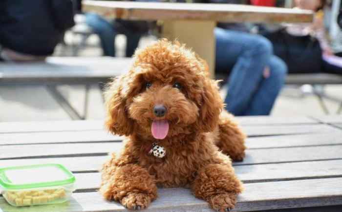 狗狗能吃花生吗?凡事都不可过量