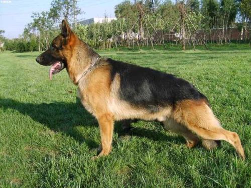 德国牧羊犬性格,训练后野性转温柔