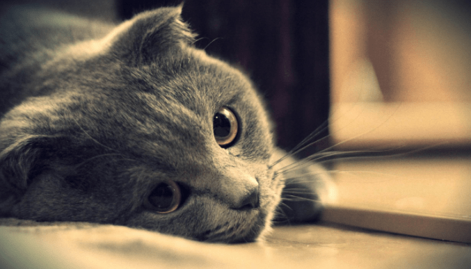 猫藓怎么治疗？主要的治疗手段有这些