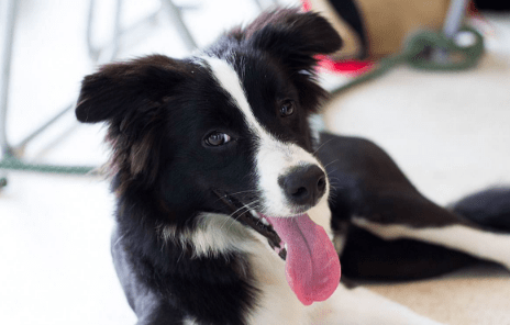 边境牧羊犬怎么样?犬界智多星名不虚传