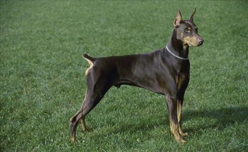 杜宾犬吃什么好？健康的饮食有这些