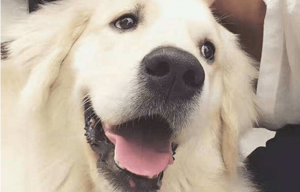 金毛狗怎么训练?三大训练方法告诉你