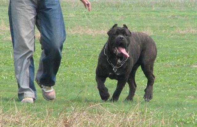 卡斯罗犬智商排名,可能并不是想的那样