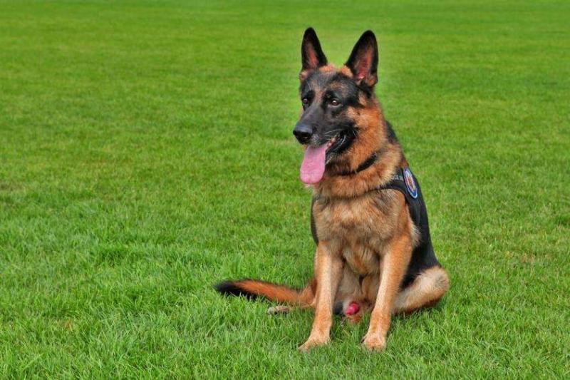 边境牧羊犬一天吃多少?根据阶段大致是这样的