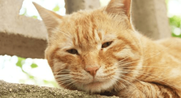 小猫打喷嚏流鼻涕，不排除有这些原因