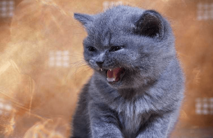 英国短毛猫吃什么猫粮好 这些食物可都是非常棒的！