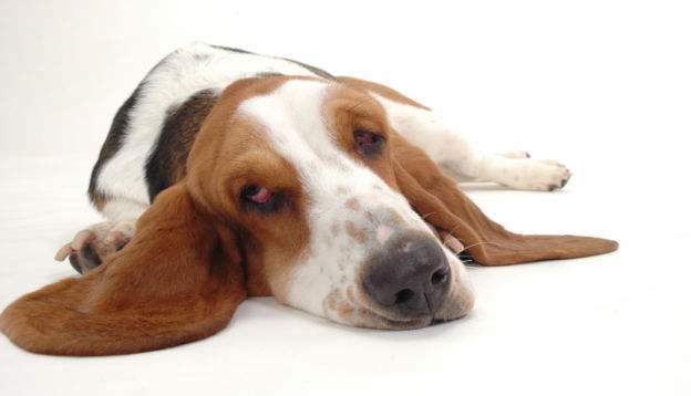 狗狗食欲不振，这样解决就对了