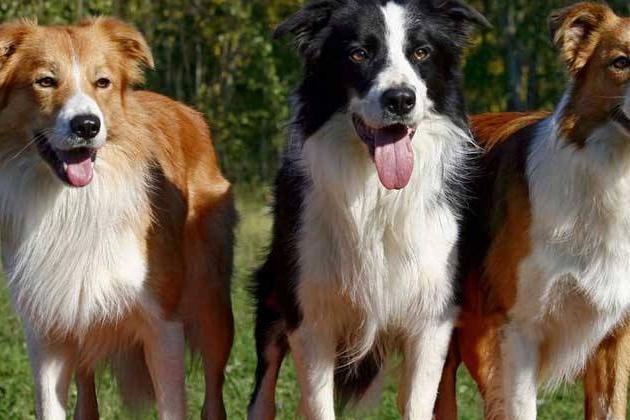 边境牧羊犬和金毛对比,由外至内全面对比下