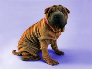 狗狗吐血是怎么回事？先别慌搞清楚原因先